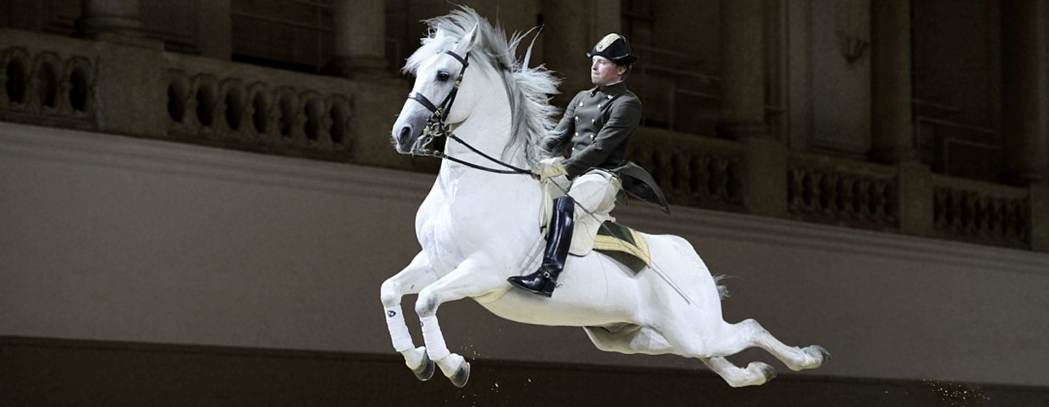 Spanish Riding School - Stallions